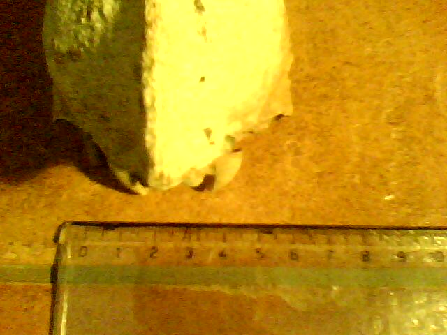 Identificazione cranio..cane